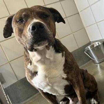 Gotti, Adoptable, Adult Male American Staffordshire Terrier & Mixed Breed.