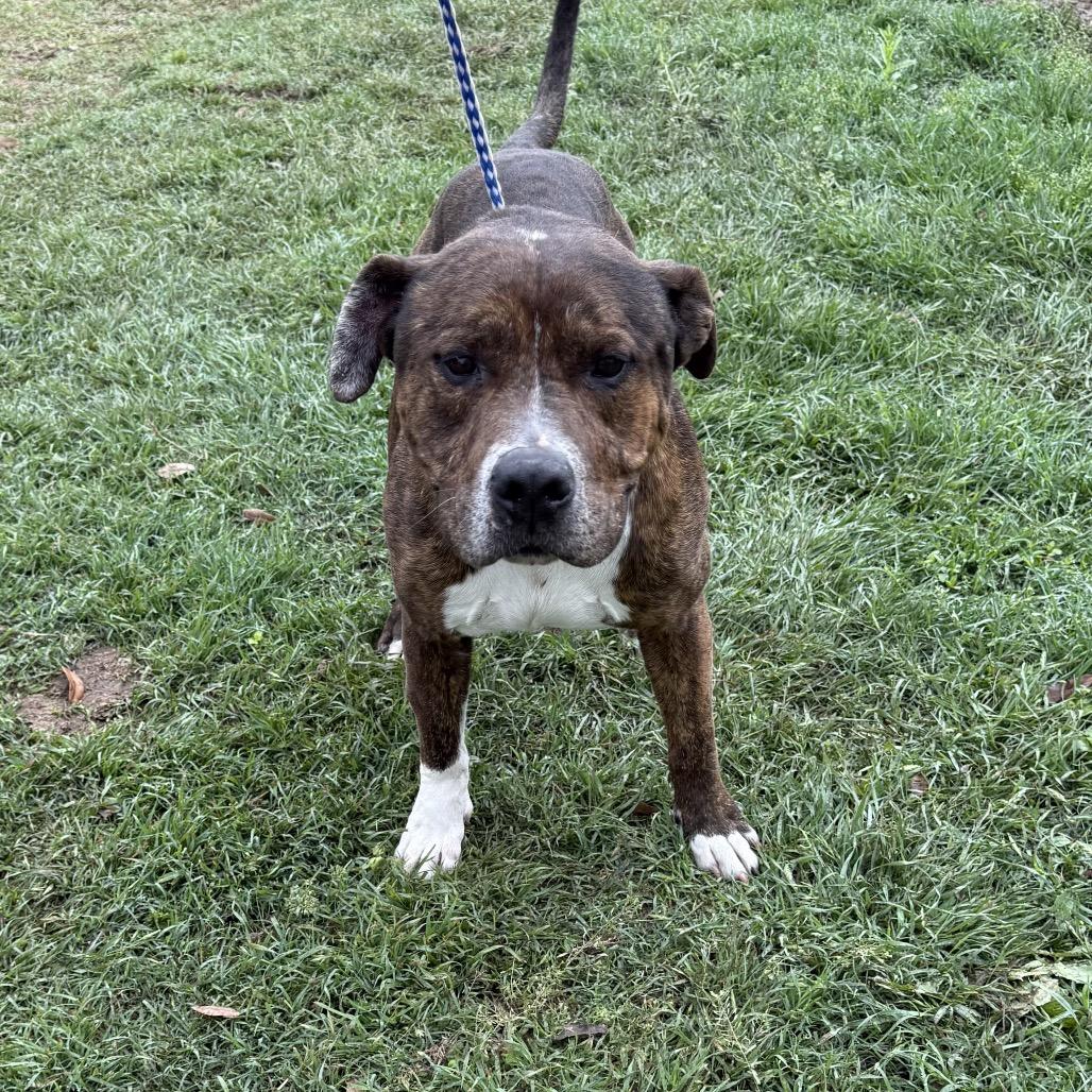 Gotti, a Adoptable mixed breed in Hagerstown, MD image 2/2