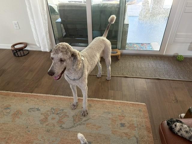 Luigi, Adoptable, Adult Male Standard Poodle.