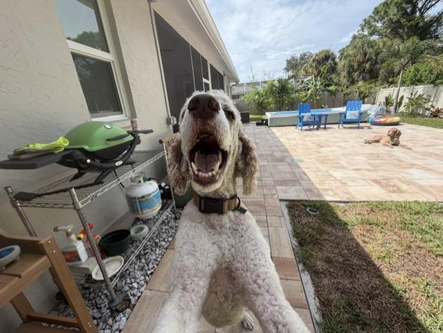 Enlarge Luigi, a Adoptable Standard Poodle in Sarasota, FL image 5/6