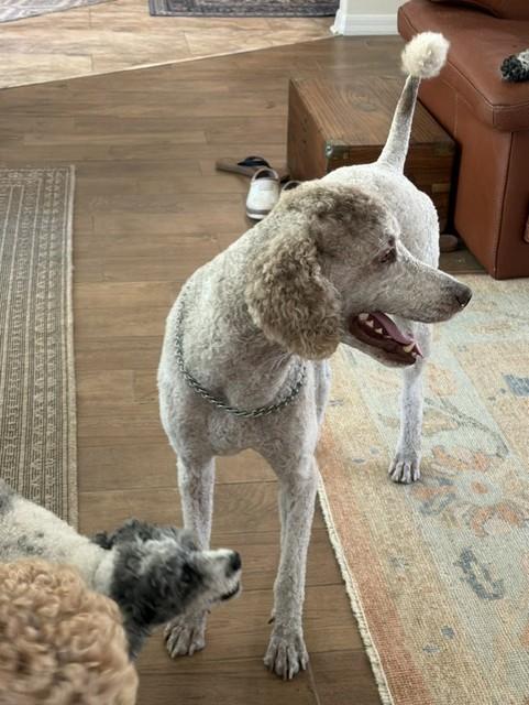 Enlarge Luigi, a Adoptable Standard Poodle in Sarasota, FL image 6/6