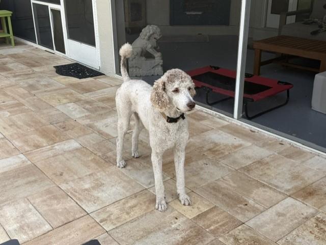 Enlarge Luigi, a Adoptable Standard Poodle in Sarasota, FL image 3/6