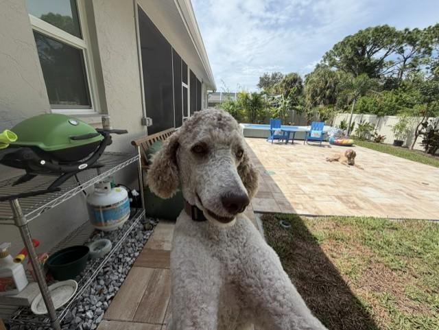 Enlarge Luigi, a Adoptable Standard Poodle in Sarasota, FL image 4/6