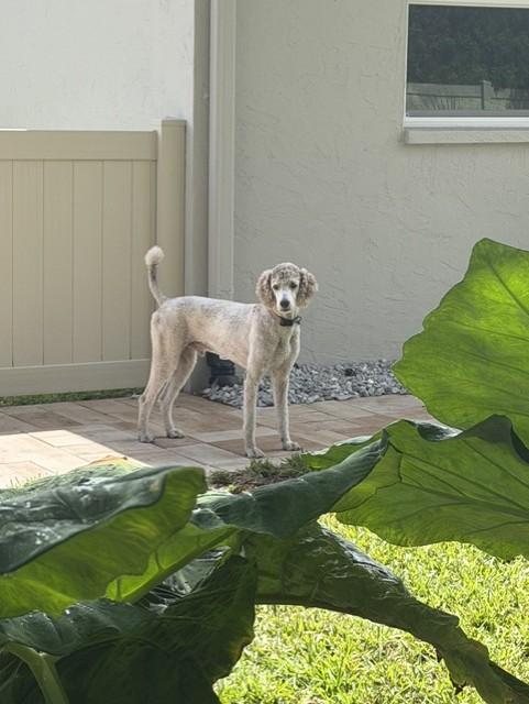 Enlarge Luigi, a Adoptable Standard Poodle in Sarasota, FL image 2/6