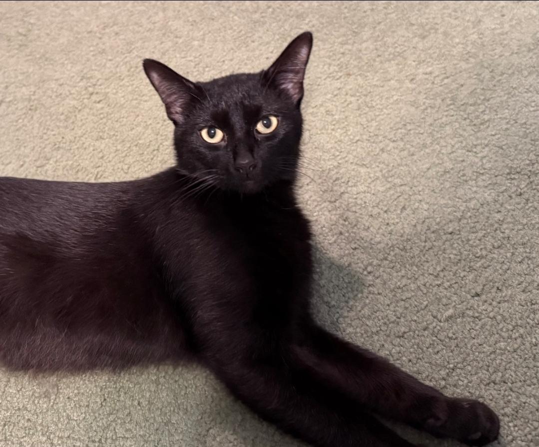 Sheba: The Affectionate Lap-Loving Explorer