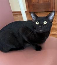 Sheba: The Affectionate Lap-Loving Explorer, an adoptable Domestic Short Hair, Burmese in Anoka, MN, 55303 | Photo Image 3