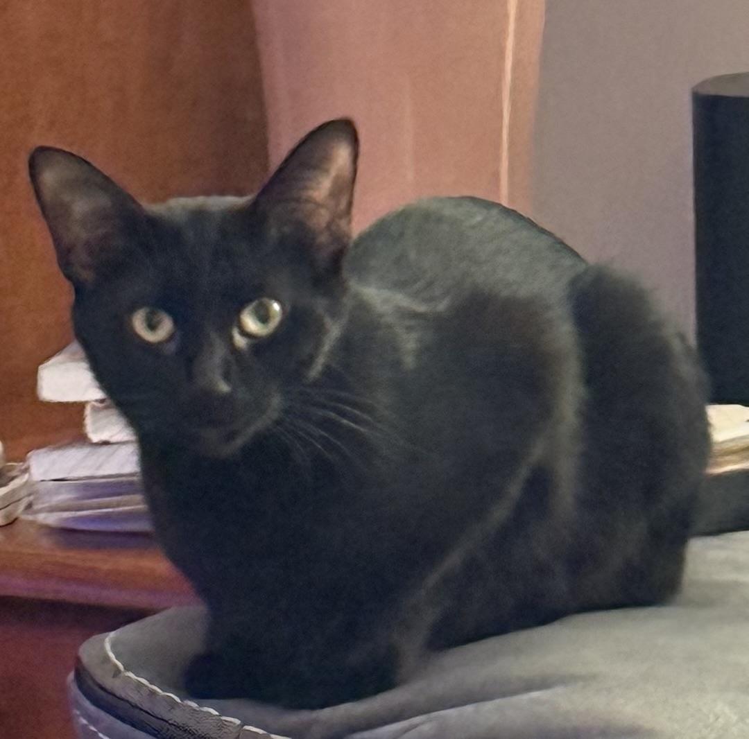 Sheba: The Affectionate Lap-Loving Explorer, an adoptable Domestic Short Hair, Burmese in Anoka, MN, 55303 | Photo Image 1