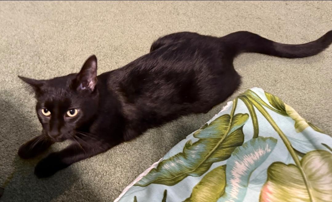 Sheba: The Affectionate Lap-Loving Explorer, an adoptable Domestic Short Hair, Burmese in Anoka, MN, 55303 | Photo Image 2