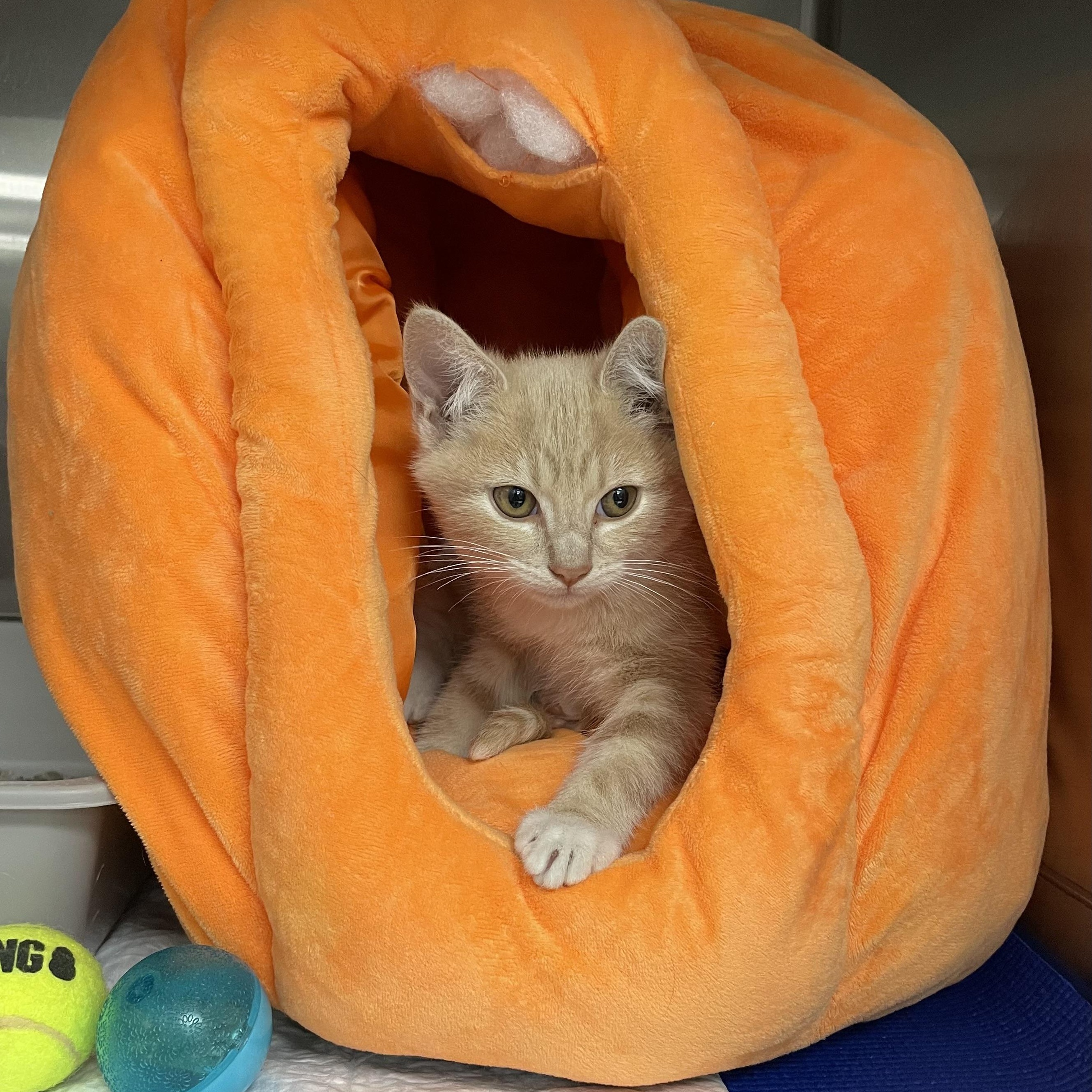 Enlarge Timothy Jeremy Jones, a Adopted Domestic Short Hair in LAWNDALE, CA image 2/2