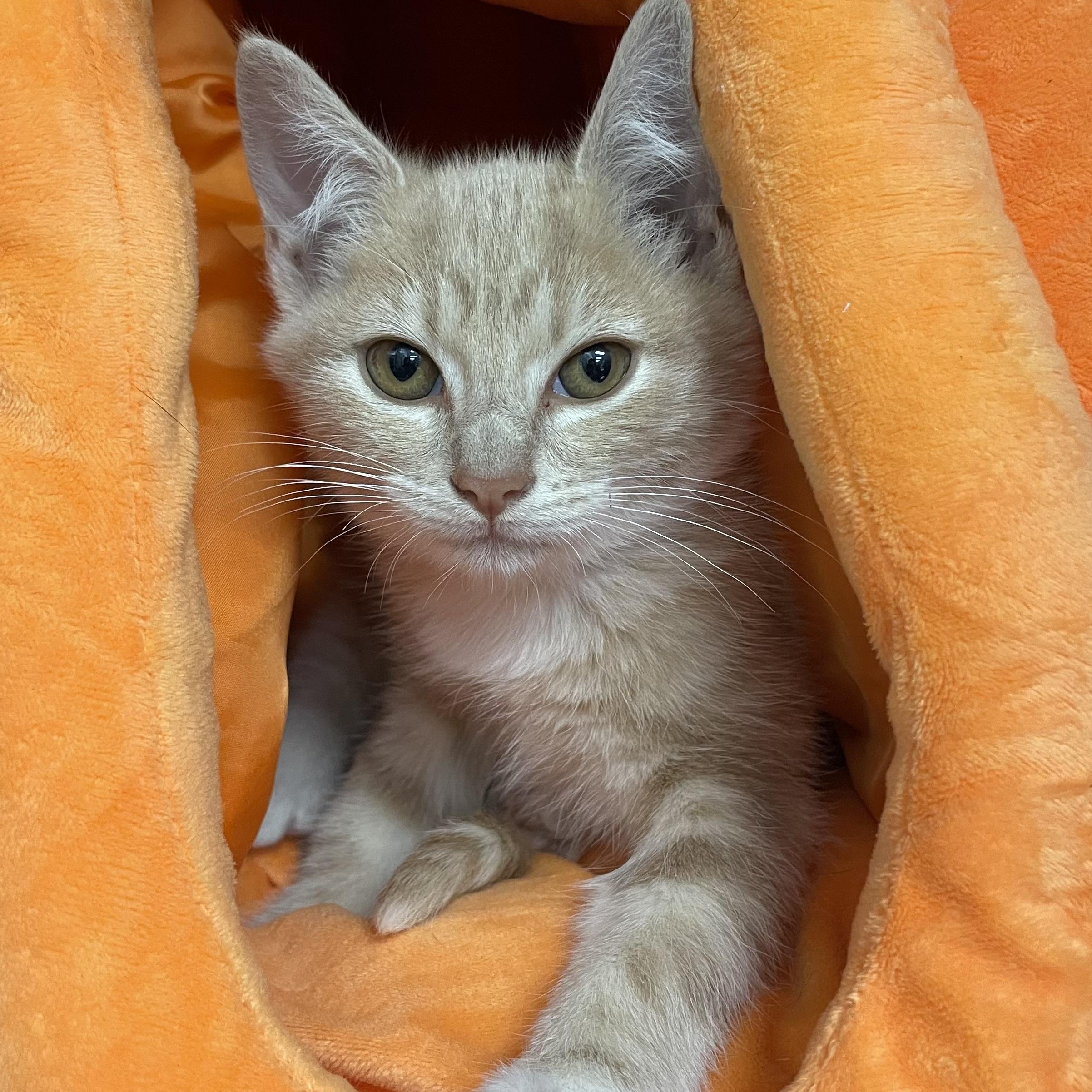 Enlarge Timothy Jeremy Jones, a Adopted Domestic Short Hair in LAWNDALE, CA image 1/2