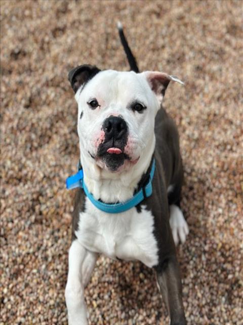 Enlarge CHIEF, a Adoptable Pit Bull Terrier in Loveland, CO image 1/1