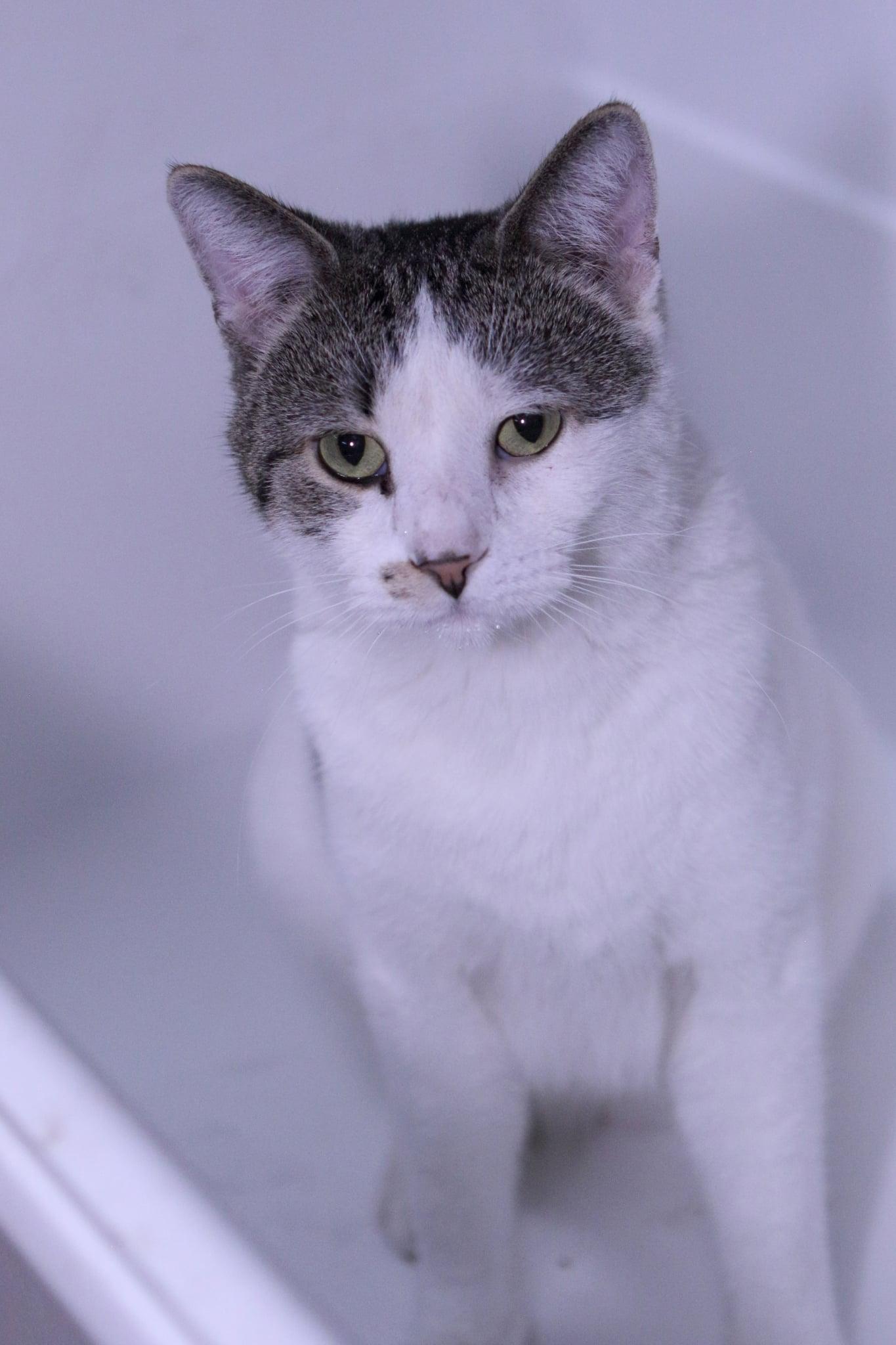 Hickory, Adoptable, Young Male Domestic Short Hair.