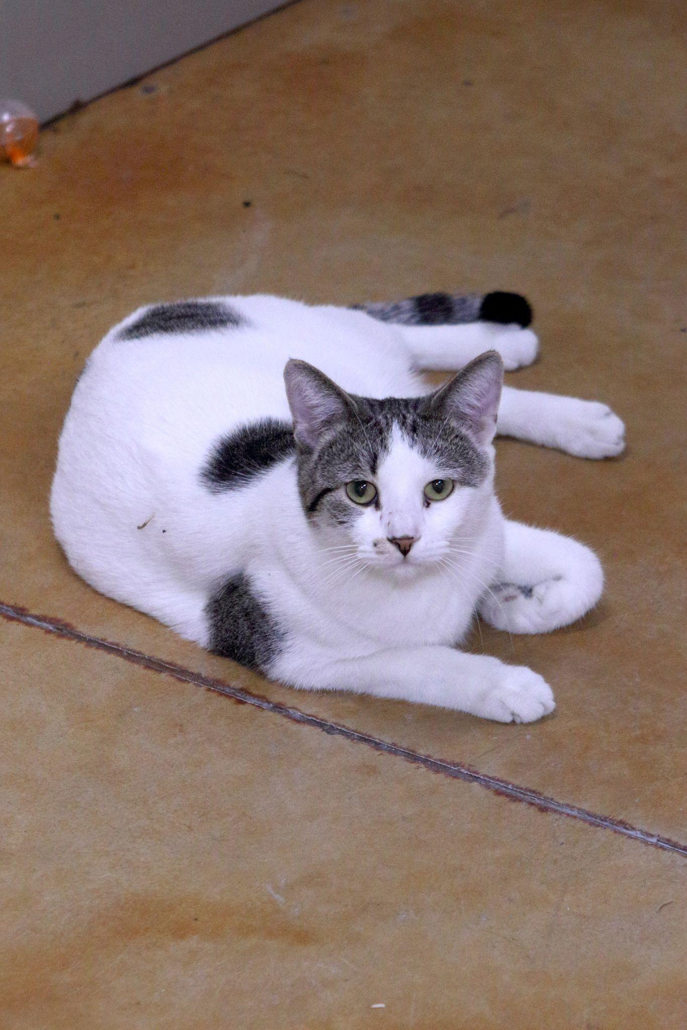 Enlarge Hickory, a Adoptable Domestic Short Hair in Austin, MN image 2/3