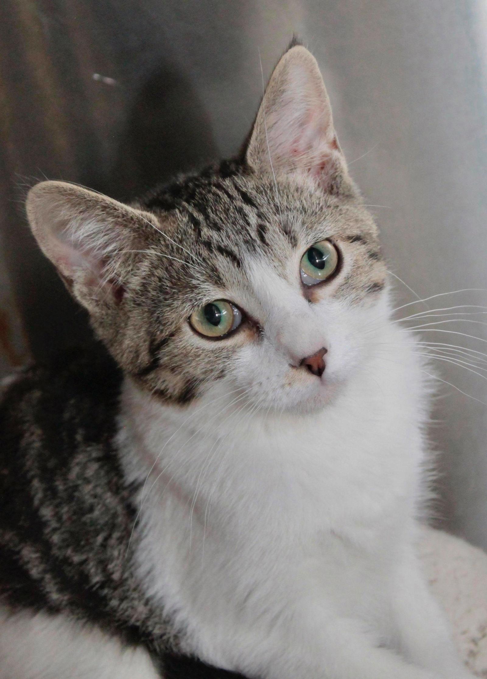 Enlarge Hickory, a Adoptable Domestic Short Hair in Austin, MN image 3/3