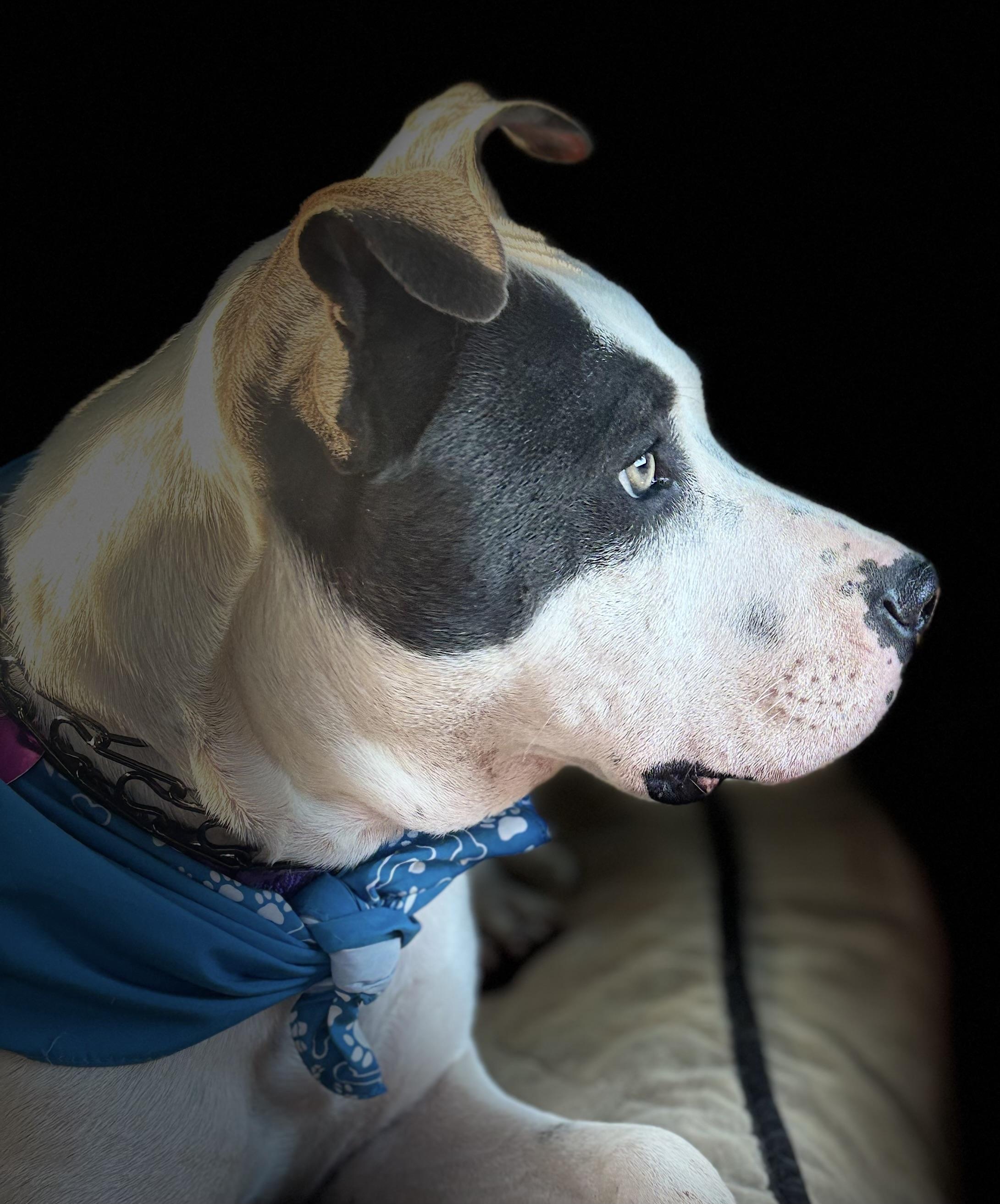 Bruno