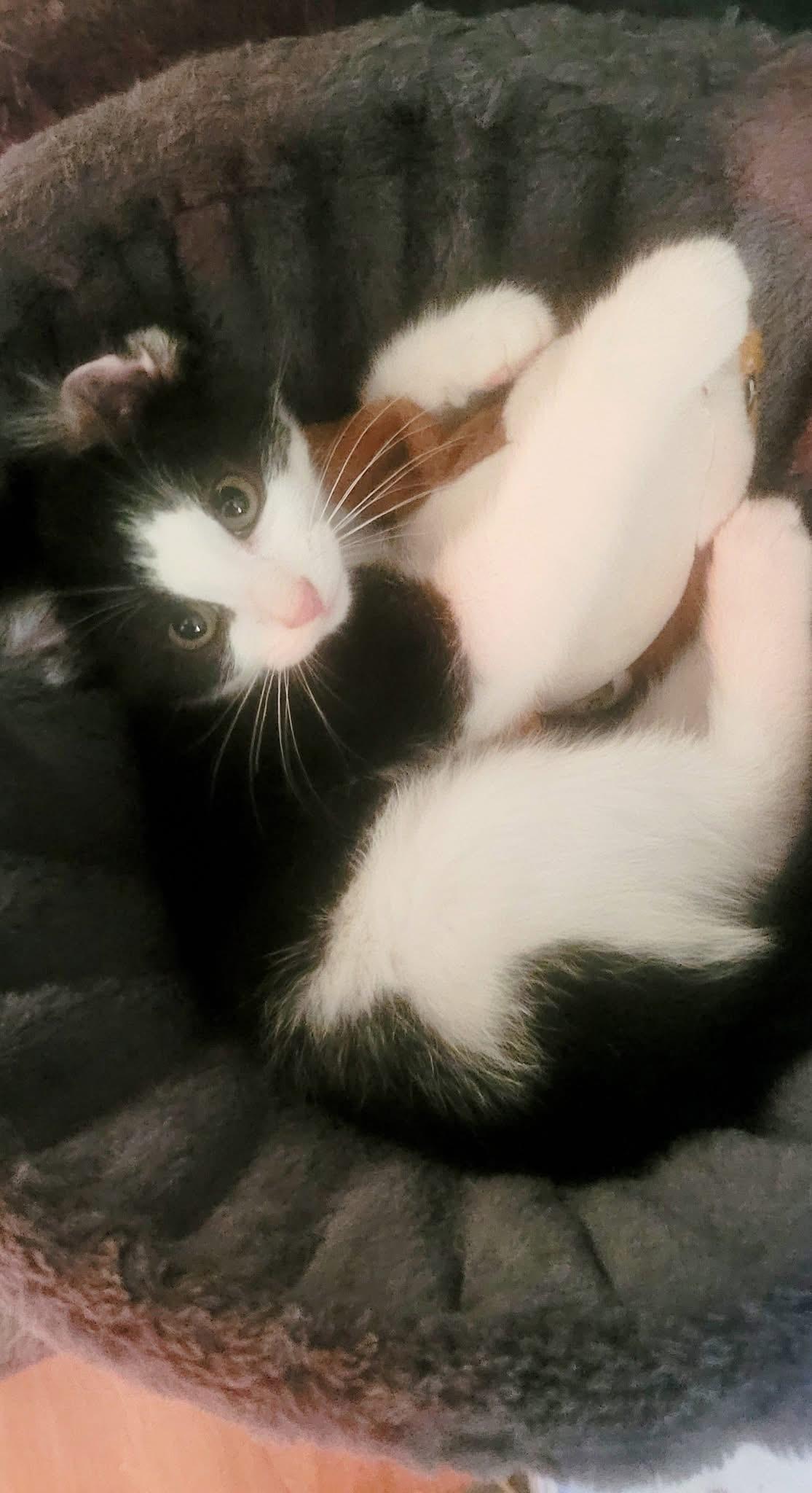 Felix