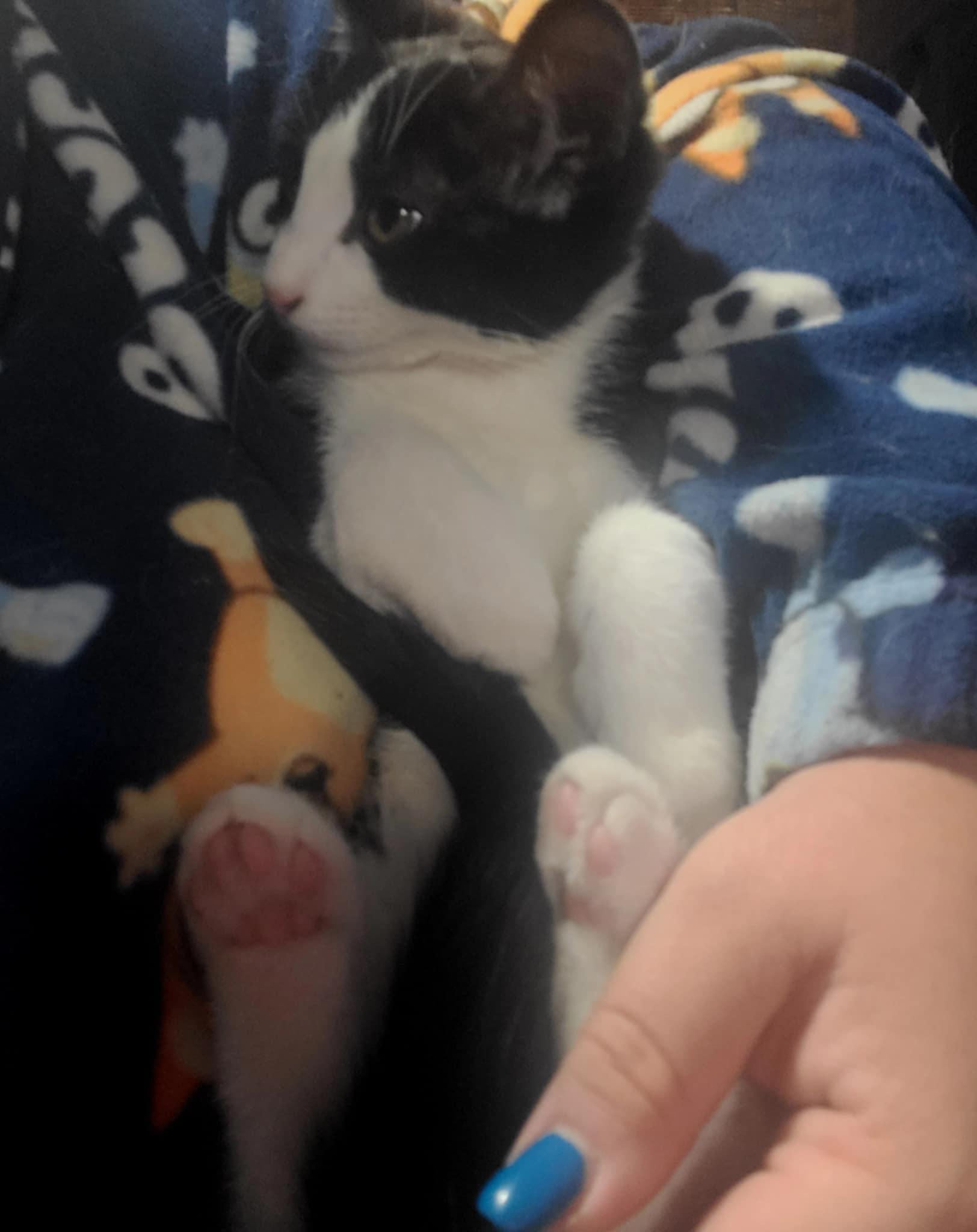 Felix