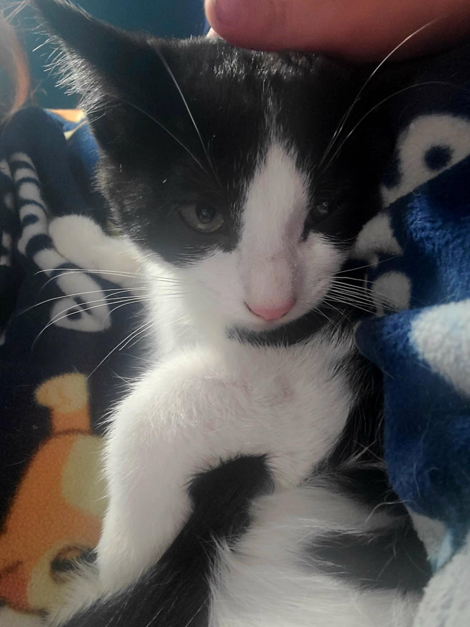 Felix