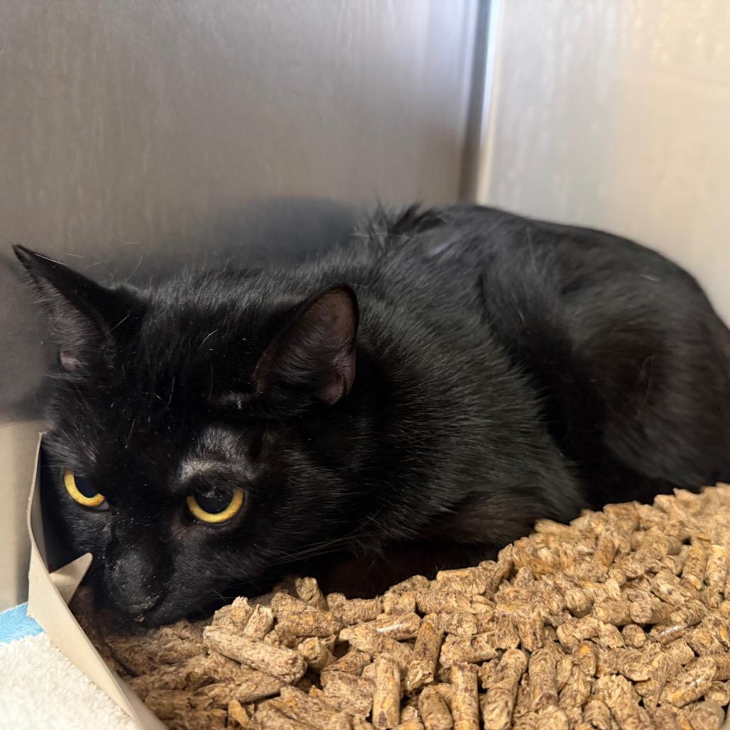 "Sapphire", Adoptable, Young Female Domestic Short Hair.