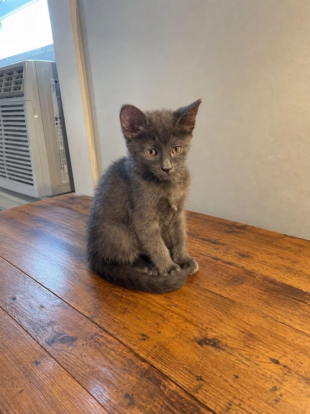 Enlarge Soup - Kitten, a Adoptable Domestic Short Hair in Enfield, CT image 1/6