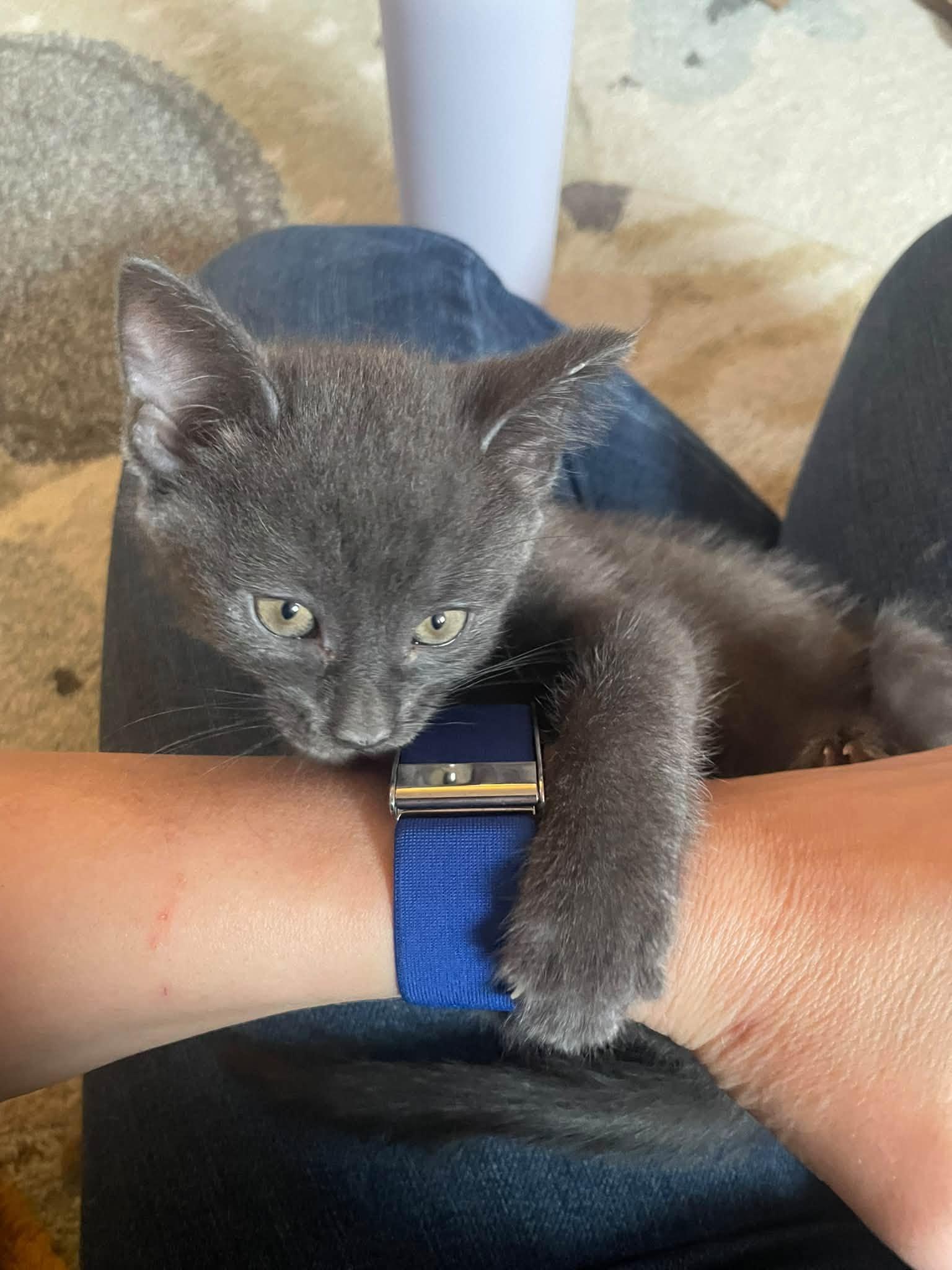 Enlarge Soup - Kitten, a Adoptable Domestic Short Hair in Enfield, CT image 2/6