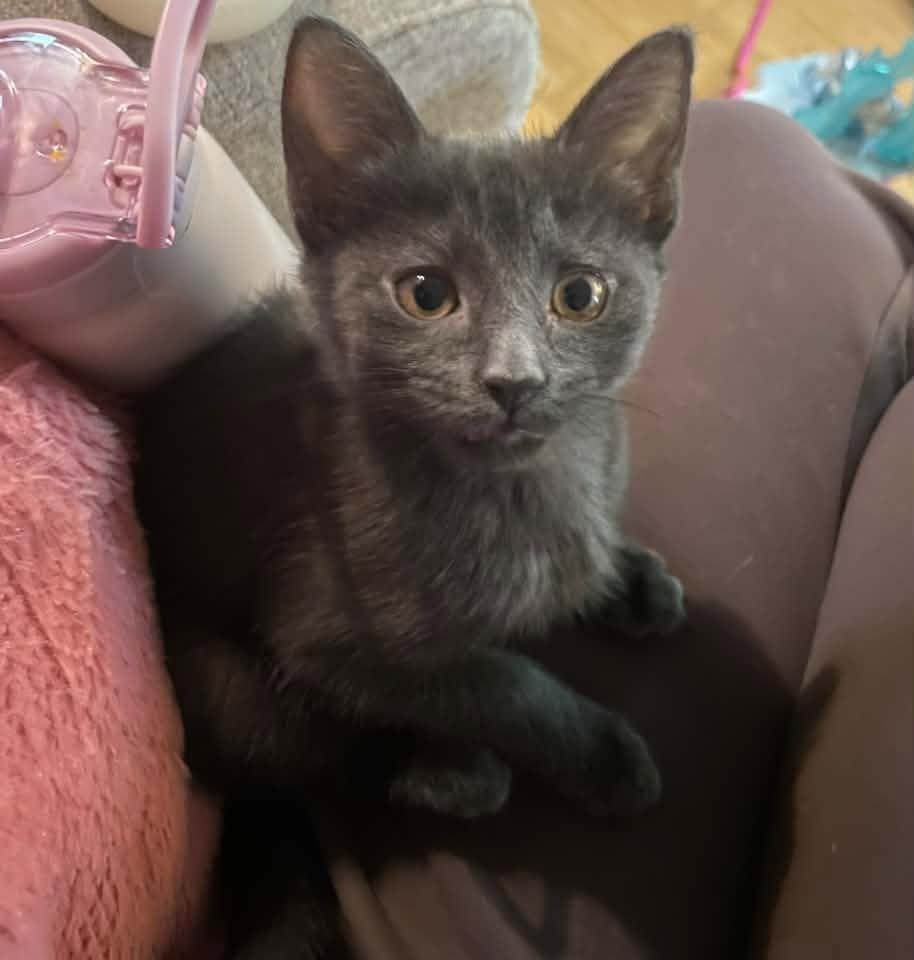 Enlarge Soup - Kitten, a Adoptable Domestic Short Hair in Enfield, CT image 3/6