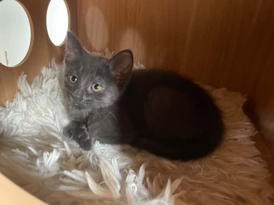 Enlarge Soup - Kitten, a Adoptable Domestic Short Hair in Enfield, CT image 4/6