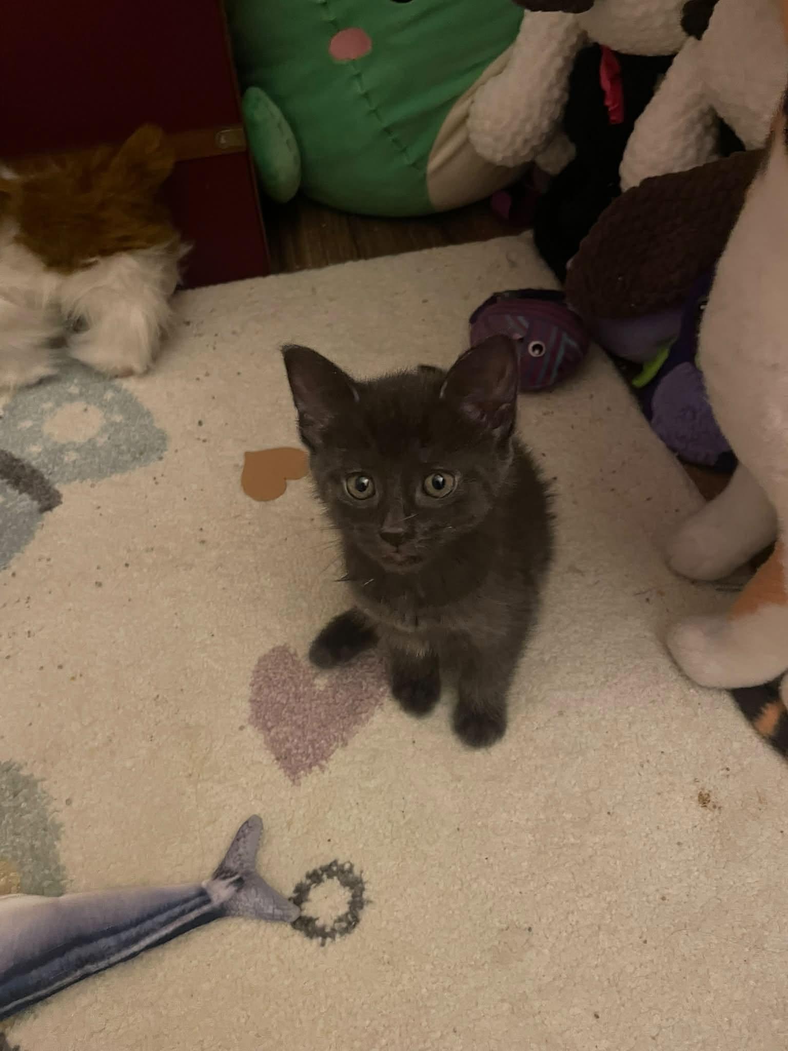 Enlarge Soup - Kitten, a Adoptable Domestic Short Hair in Enfield, CT image 5/6