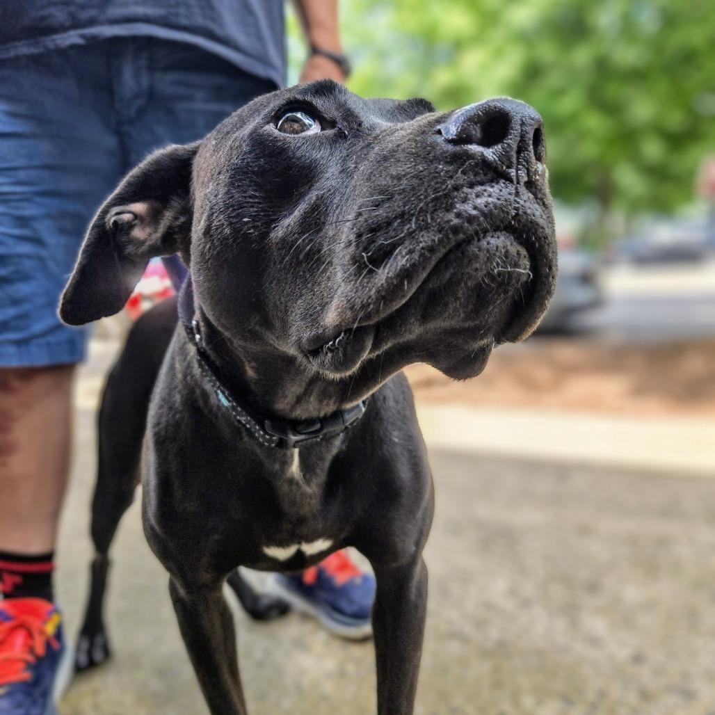 Ceara, Adoptable, Adult Female Black Labrador Retriever & Setter.