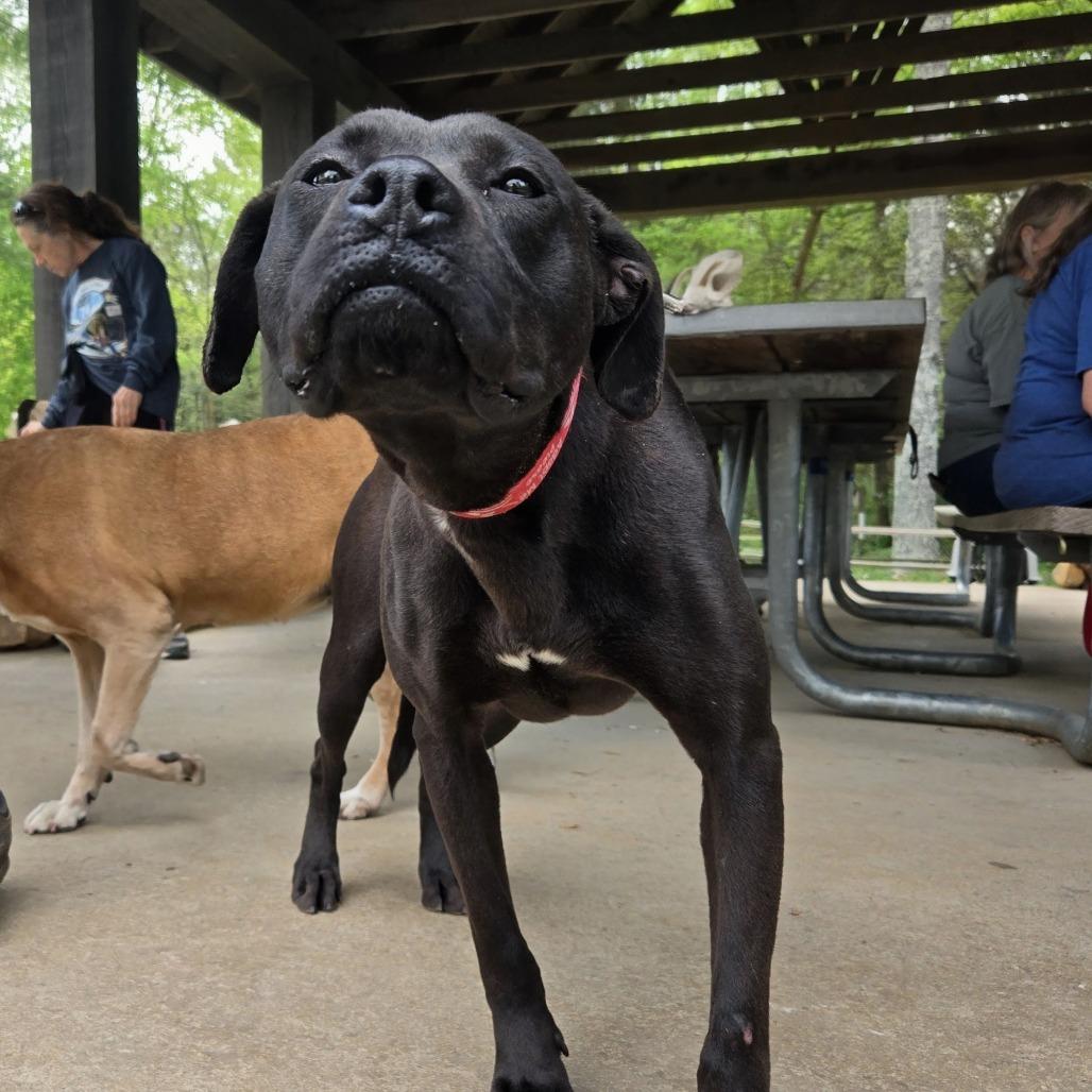 Ceara, a Adoptable mixed breed in Shelby, NC image 2/6