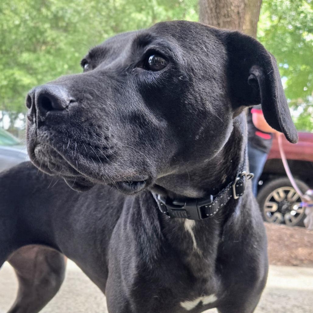 Ceara, a Adoptable mixed breed in Shelby, NC image 3/6