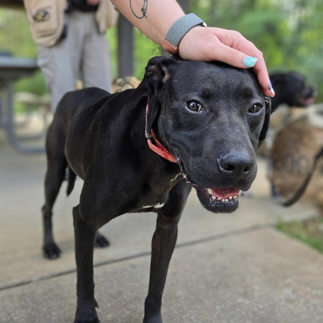Ceara, a Adoptable mixed breed in Shelby, NC image 4/6