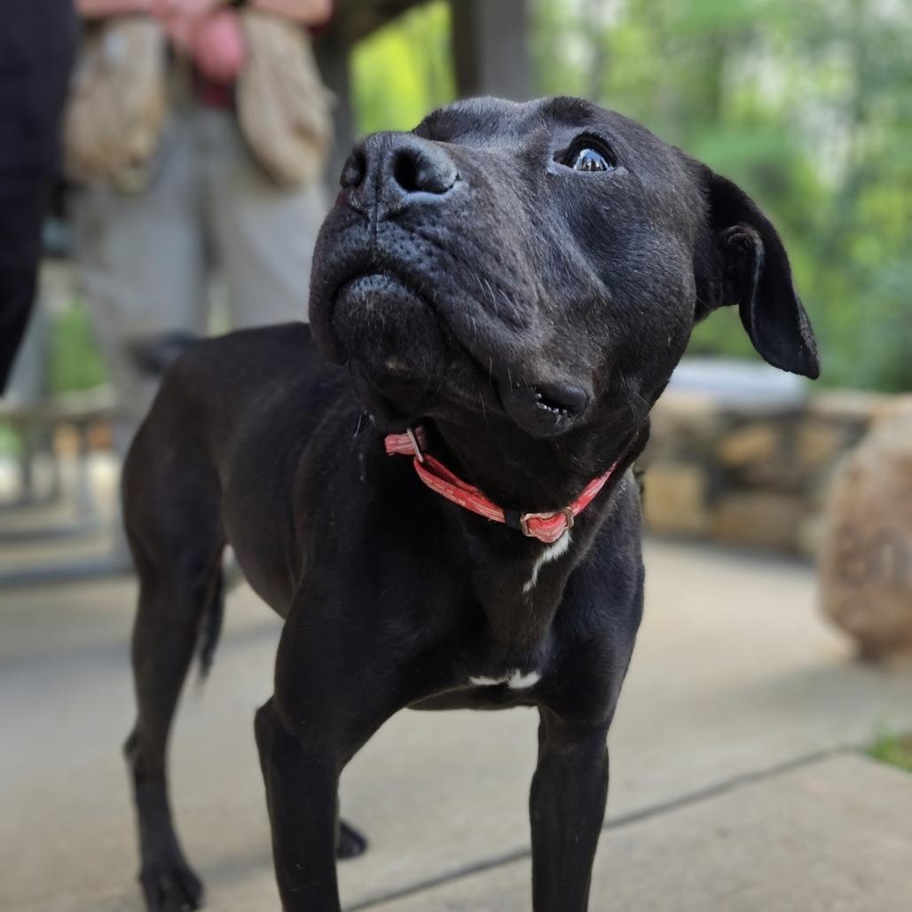 Ceara, a Adoptable mixed breed in Shelby, NC image 5/6