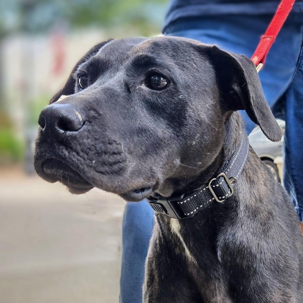 Ceara, a Adoptable mixed breed in Shelby, NC image 6/6