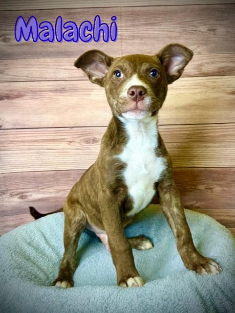 Enlarge Malachi, an adopted mixed breed in Comfort, TX image 1/1