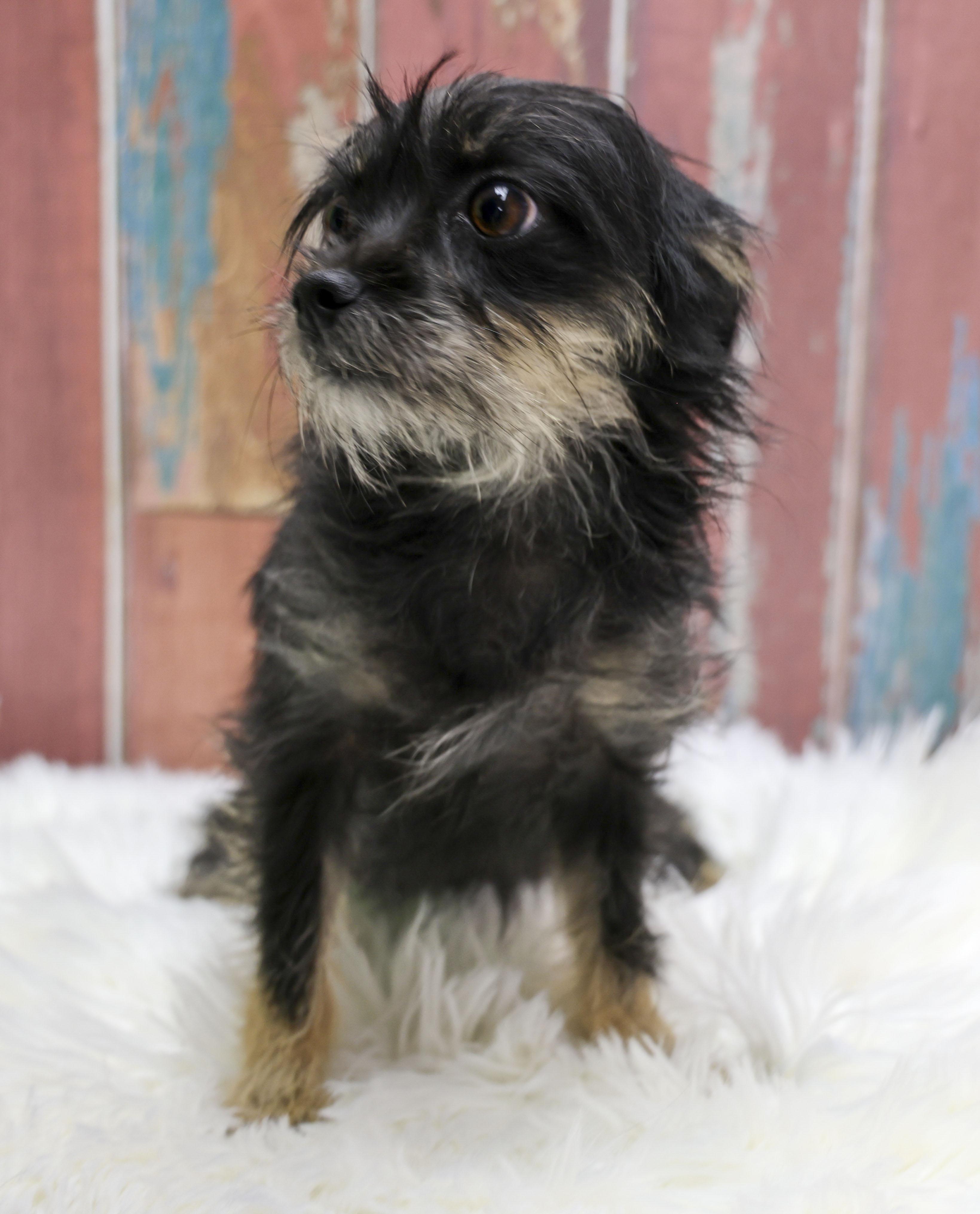 Enlarge Clara, an adopted mixed breed in Casa Grande, AZ image 4/4