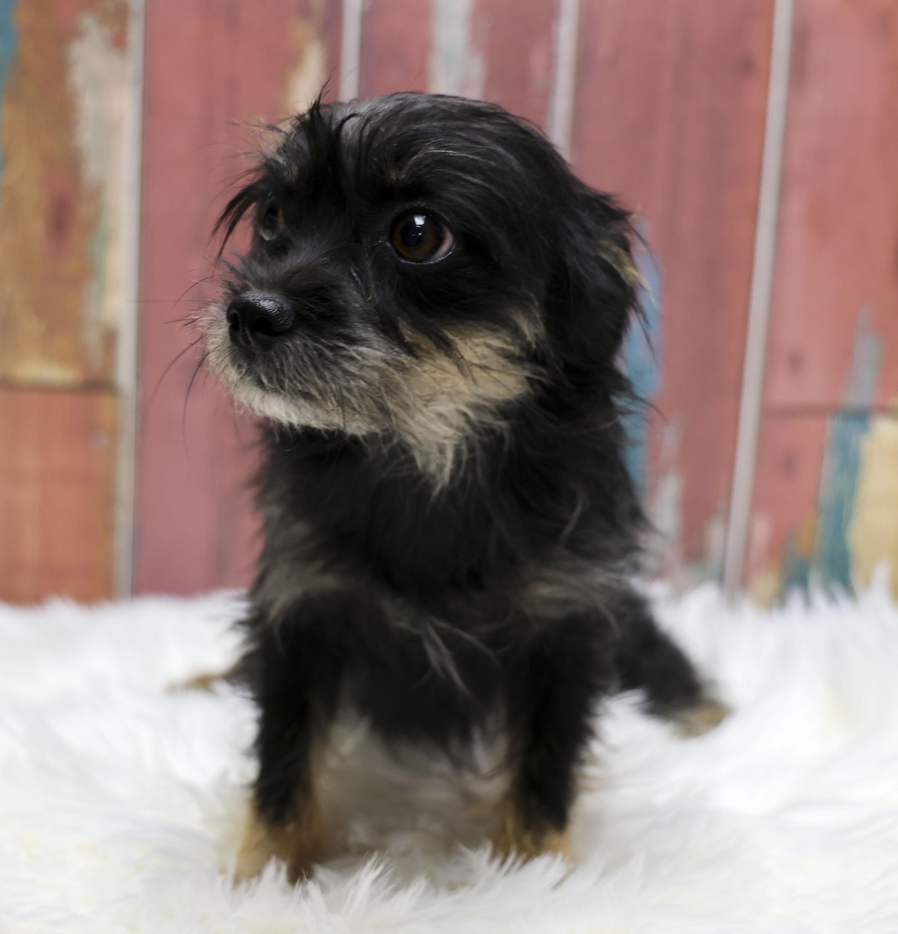 Enlarge Clara, an adopted mixed breed in Casa Grande, AZ image 2/4