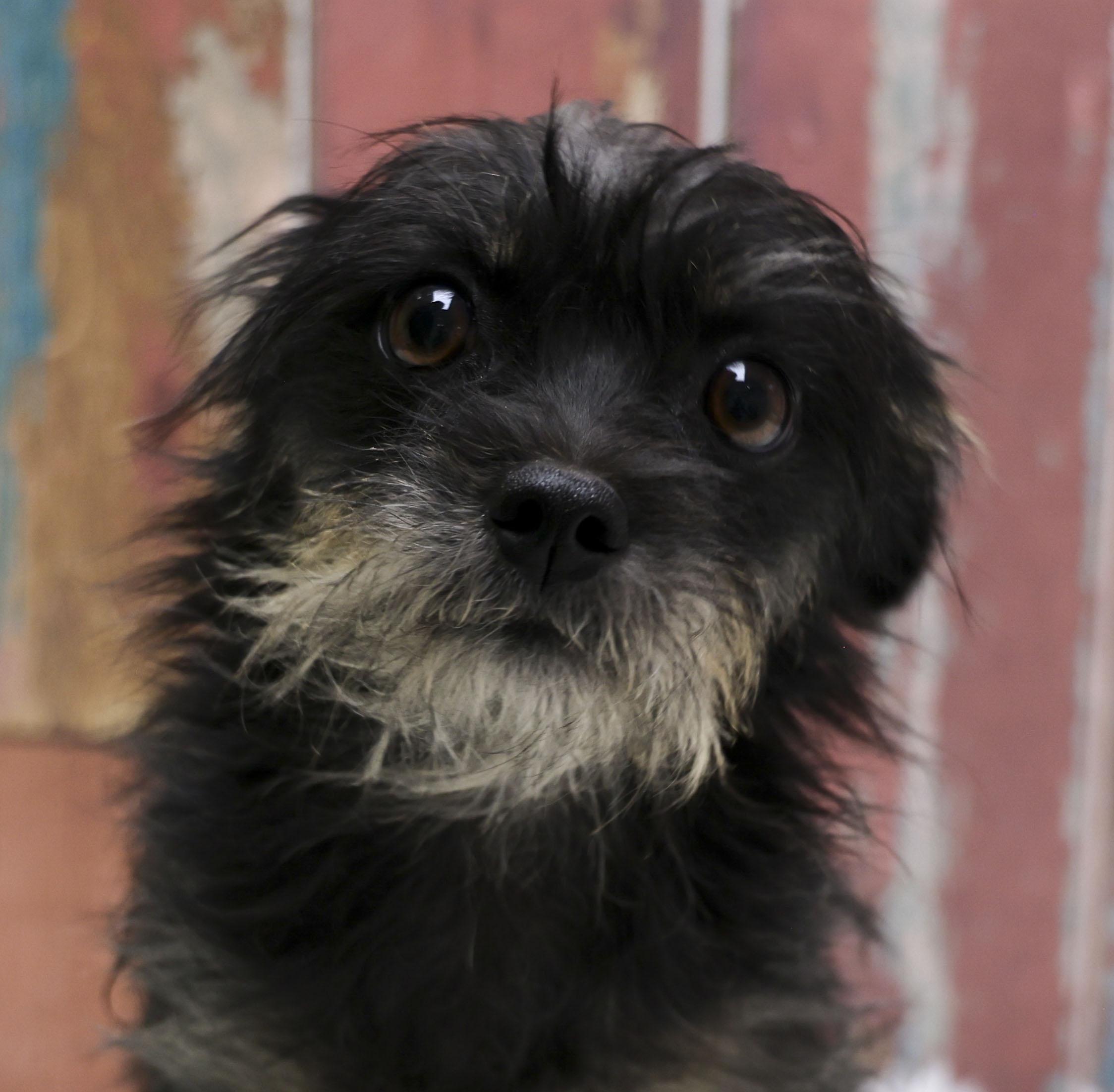 Enlarge Clara, an adopted mixed breed in Casa Grande, AZ image 1/4