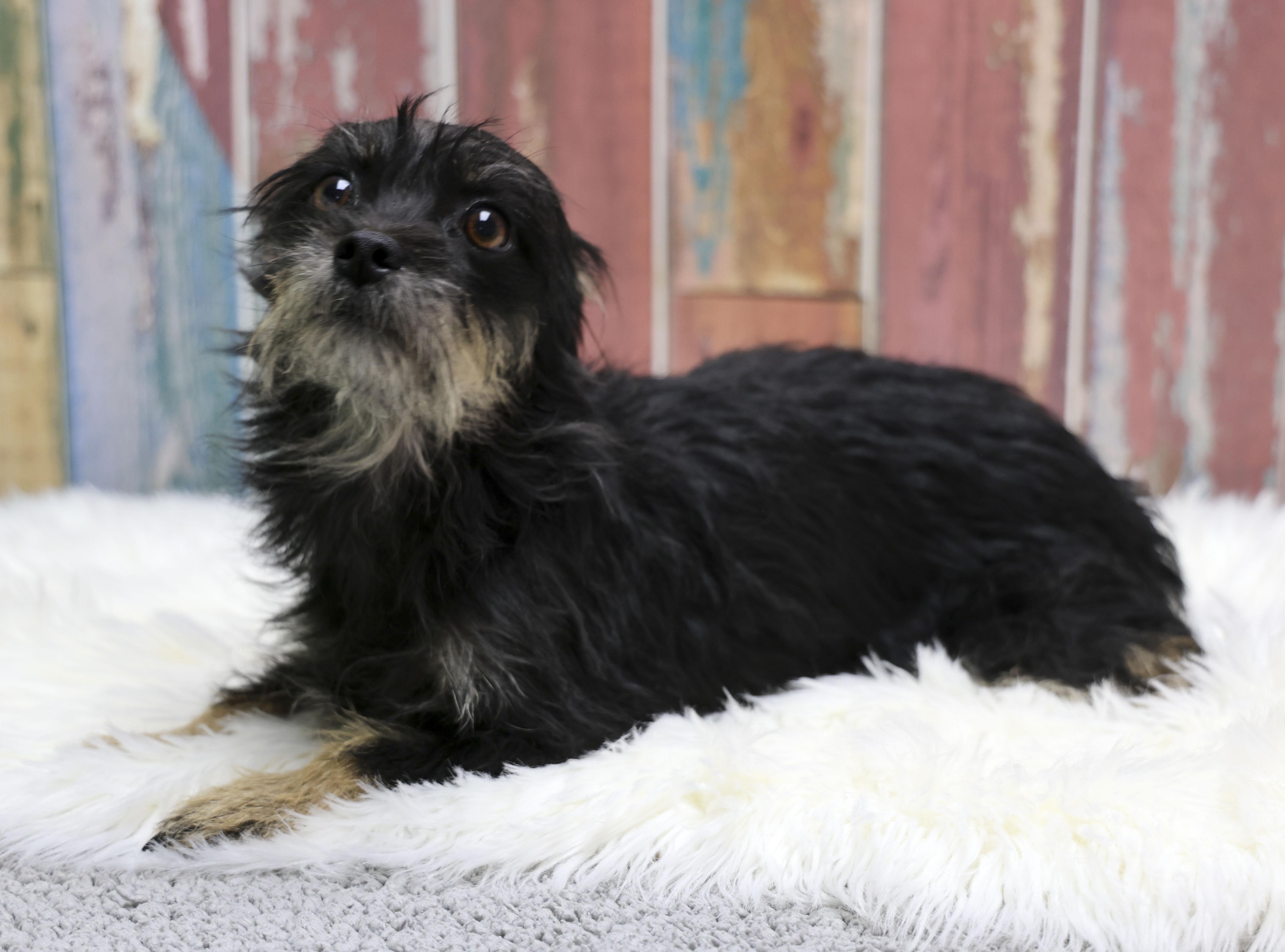 Enlarge Clara, an adopted mixed breed in Casa Grande, AZ image 3/4