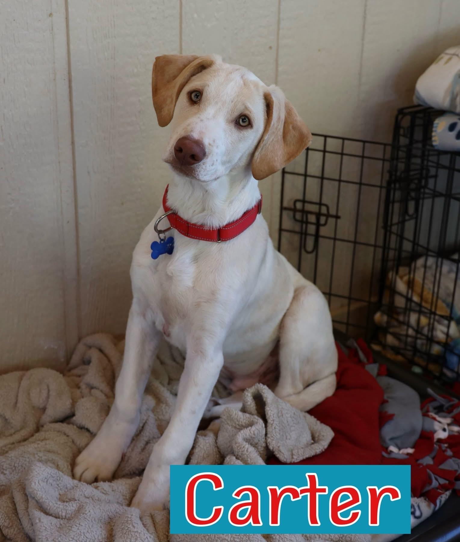 Carter, ADOPTABLE, Young Male Hound.
