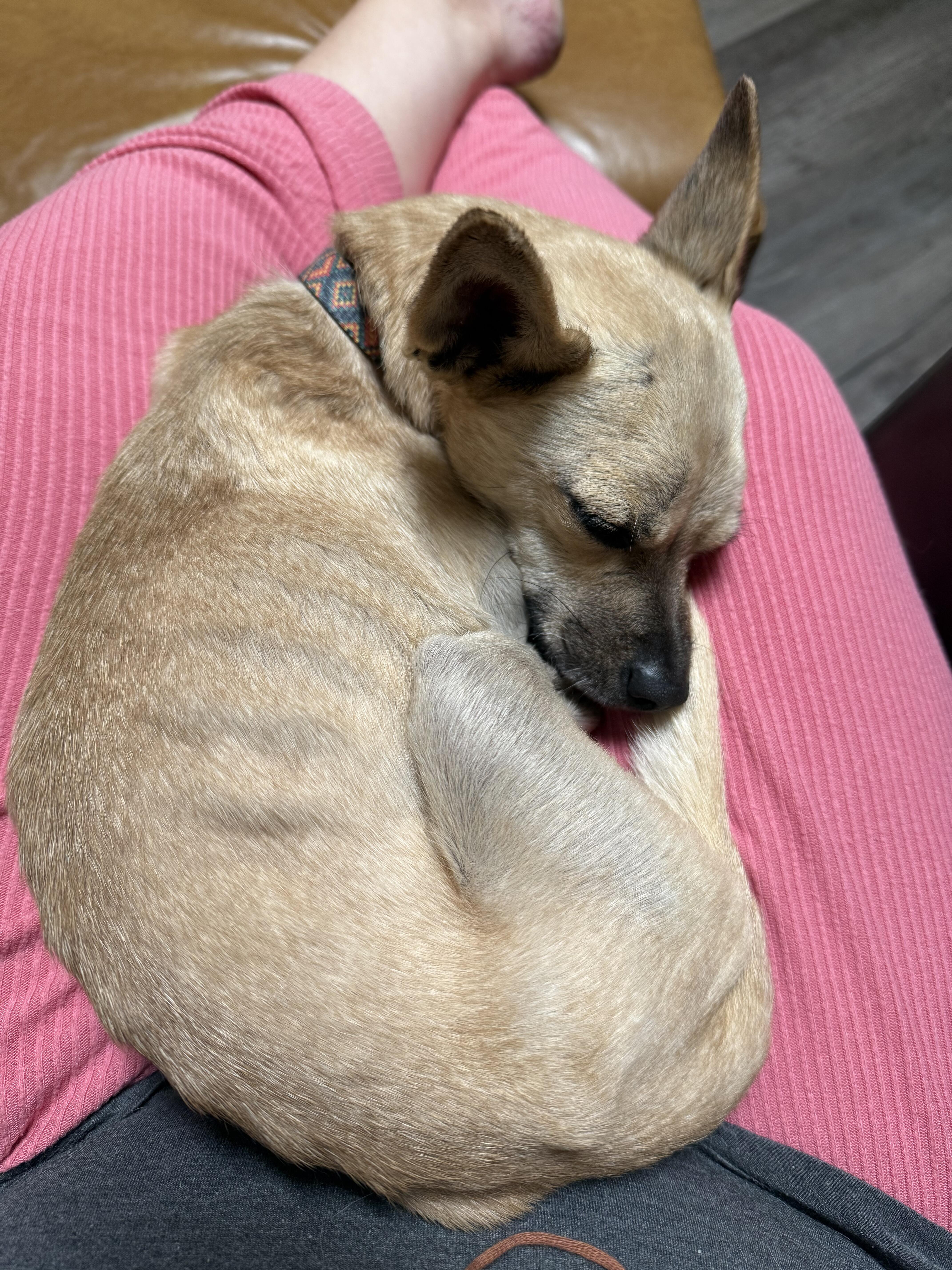 Enlarge Triste, a ADOPTABLE mixed breed in Albuquerque, NM image 3/3