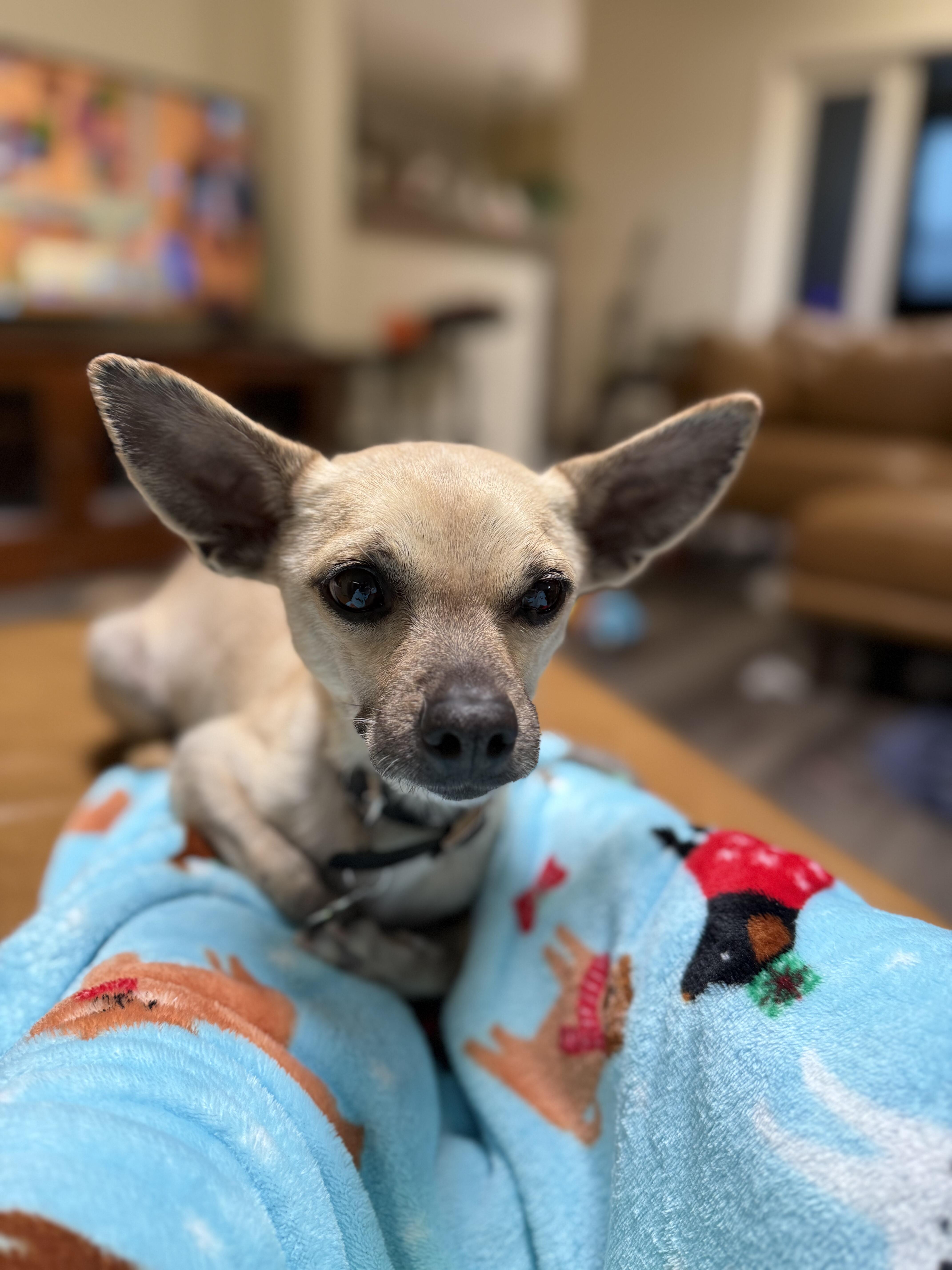 Enlarge Triste, a ADOPTABLE mixed breed in Albuquerque, NM image 2/3