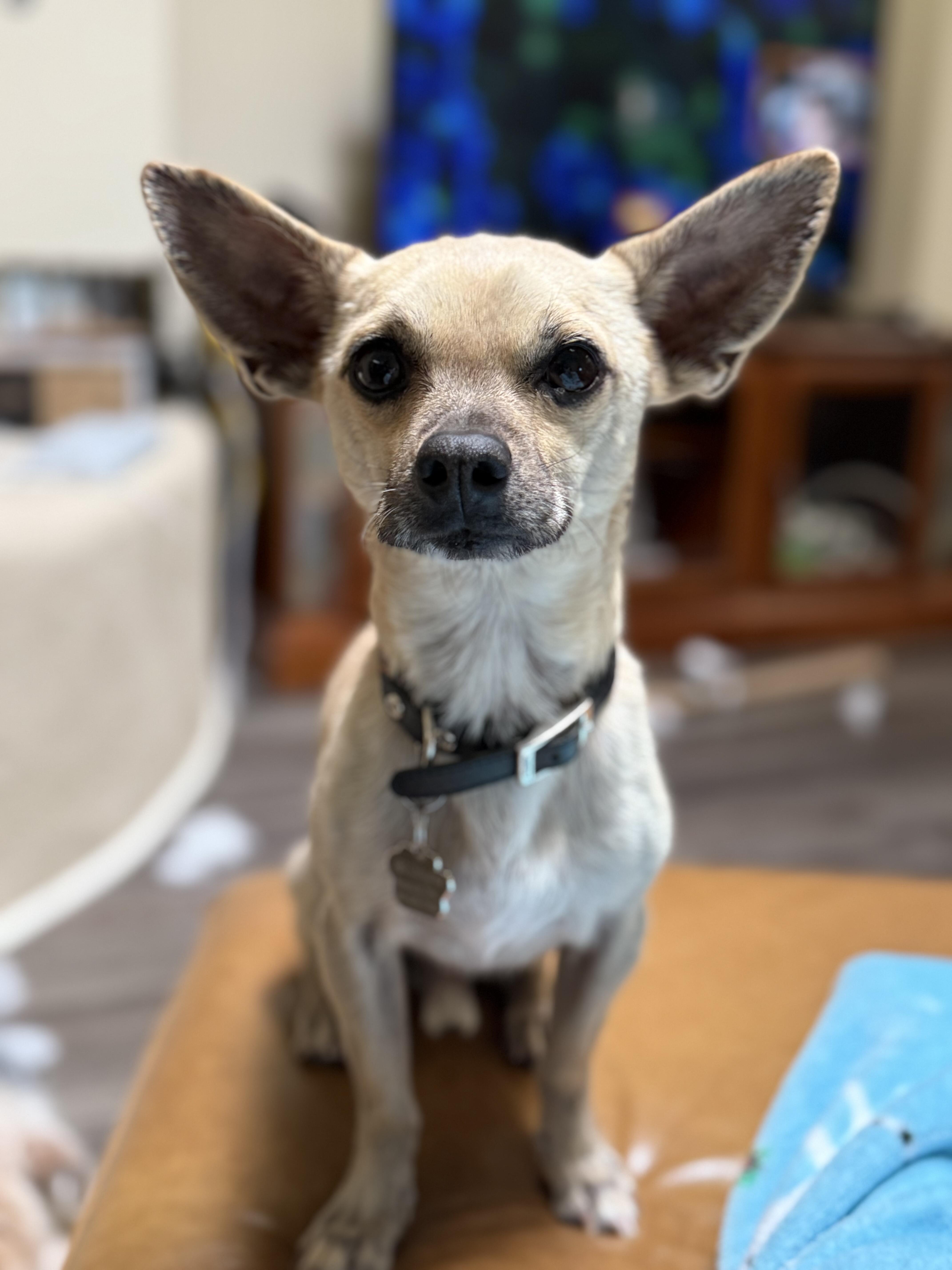 Triste, ADOPTABLE, Adult Male Chihuahua.
