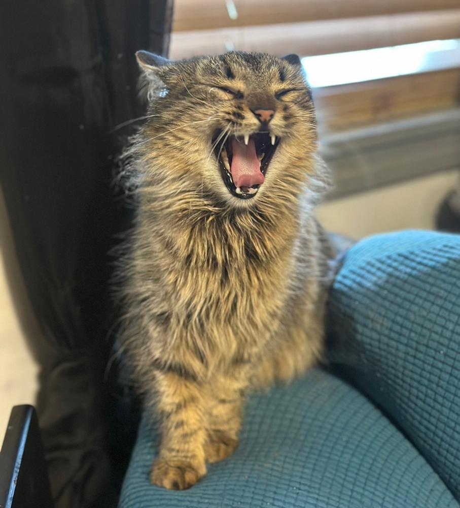 Taylor, Adoptable, Young Female Domestic Long Hair & Domestic Medium Hair.