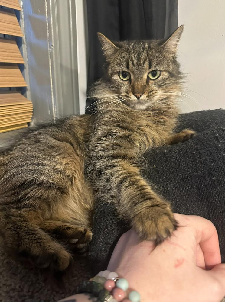 Enlarge Taylor, a Adoptable mixed breed in Taylor, PA image 2/4