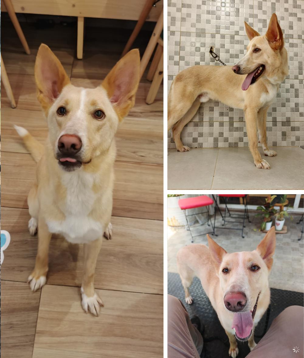 Enlarge Tapper, a Adoptable mixed breed in Pierrefonds, QC image 1/4