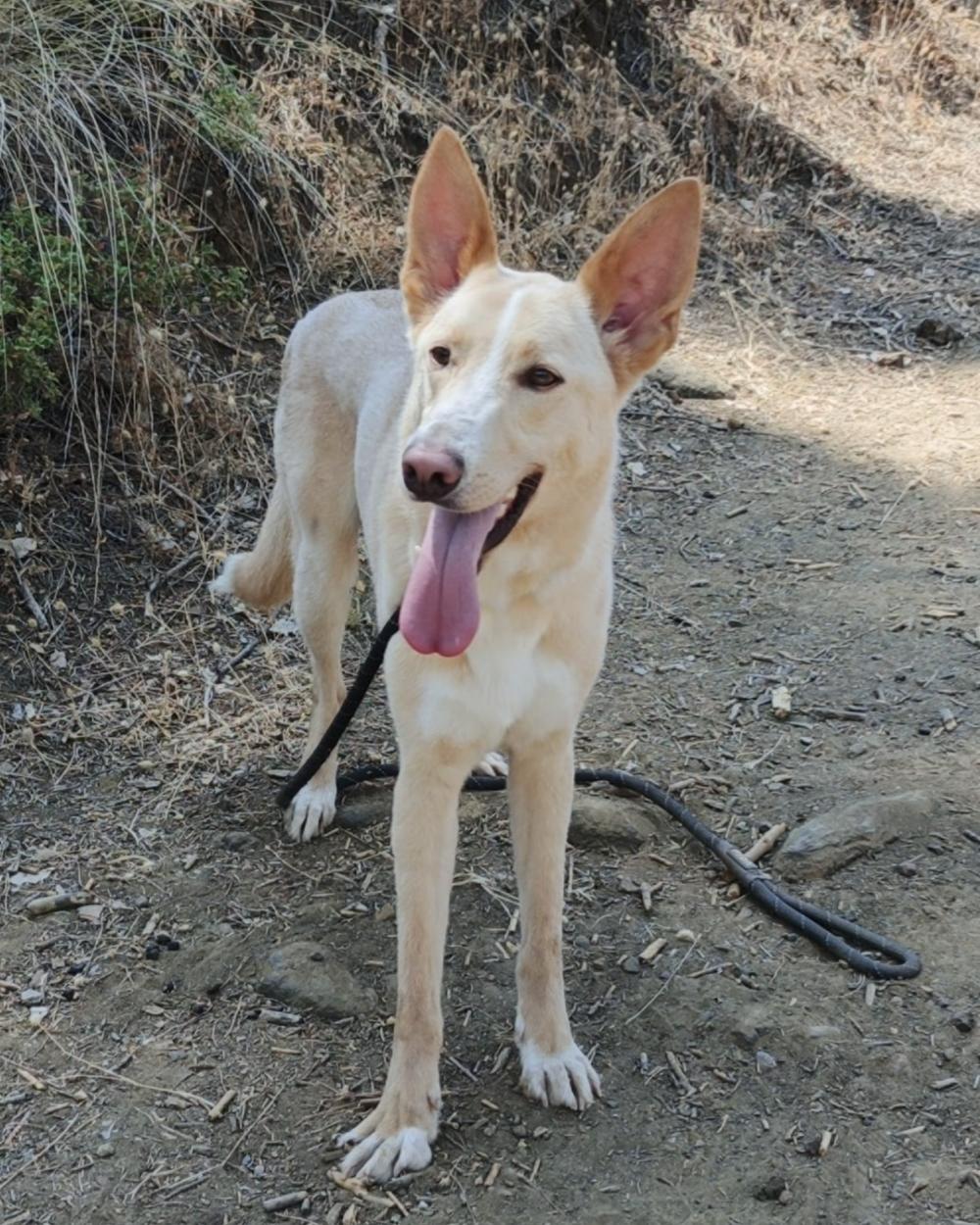 Enlarge Tapper, a Adoptable mixed breed in Pierrefonds, QC image 4/4