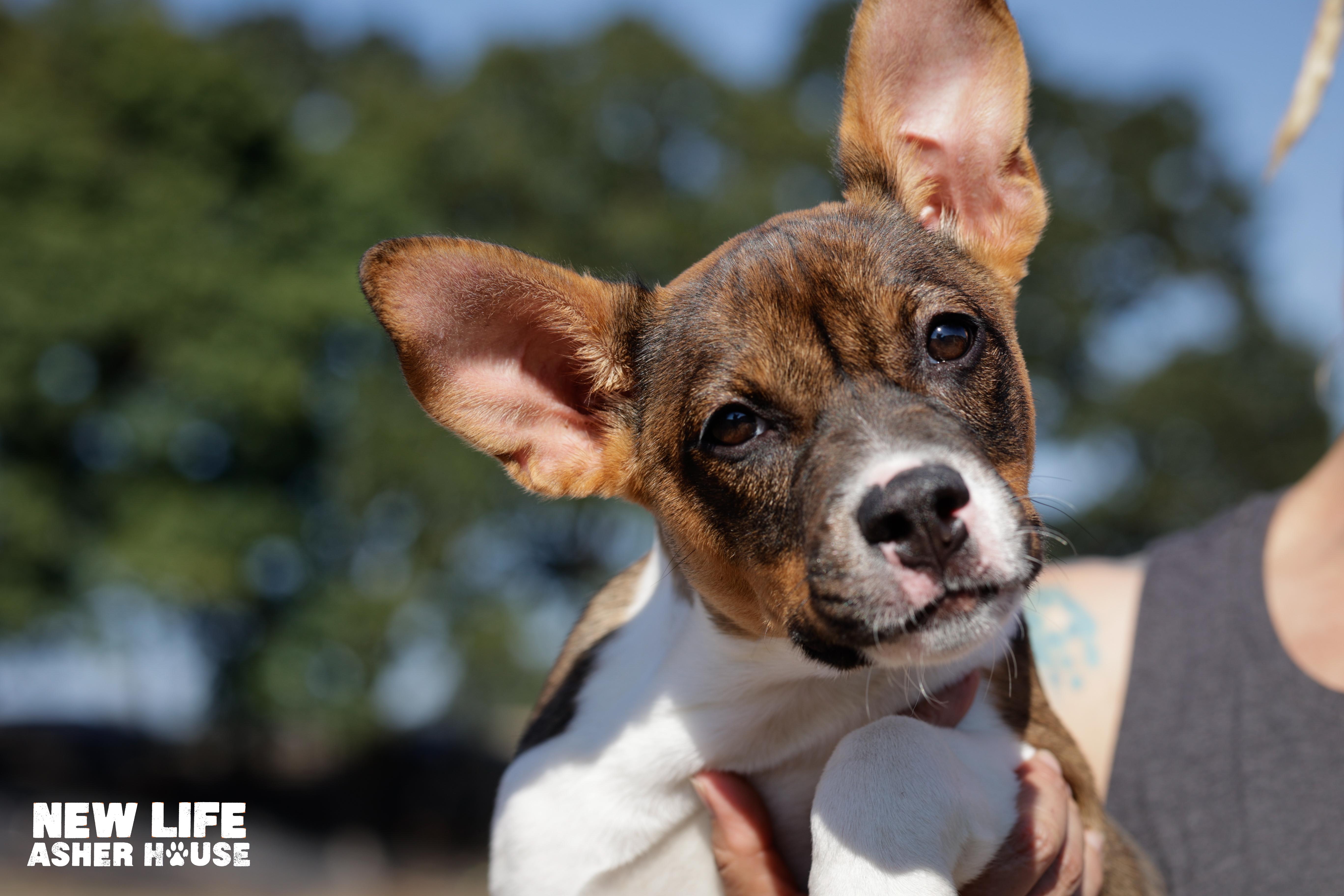 Jillian, Adoptable, Puppy Female Shepherd & Australian Cattle Dog / Blue Heeler.