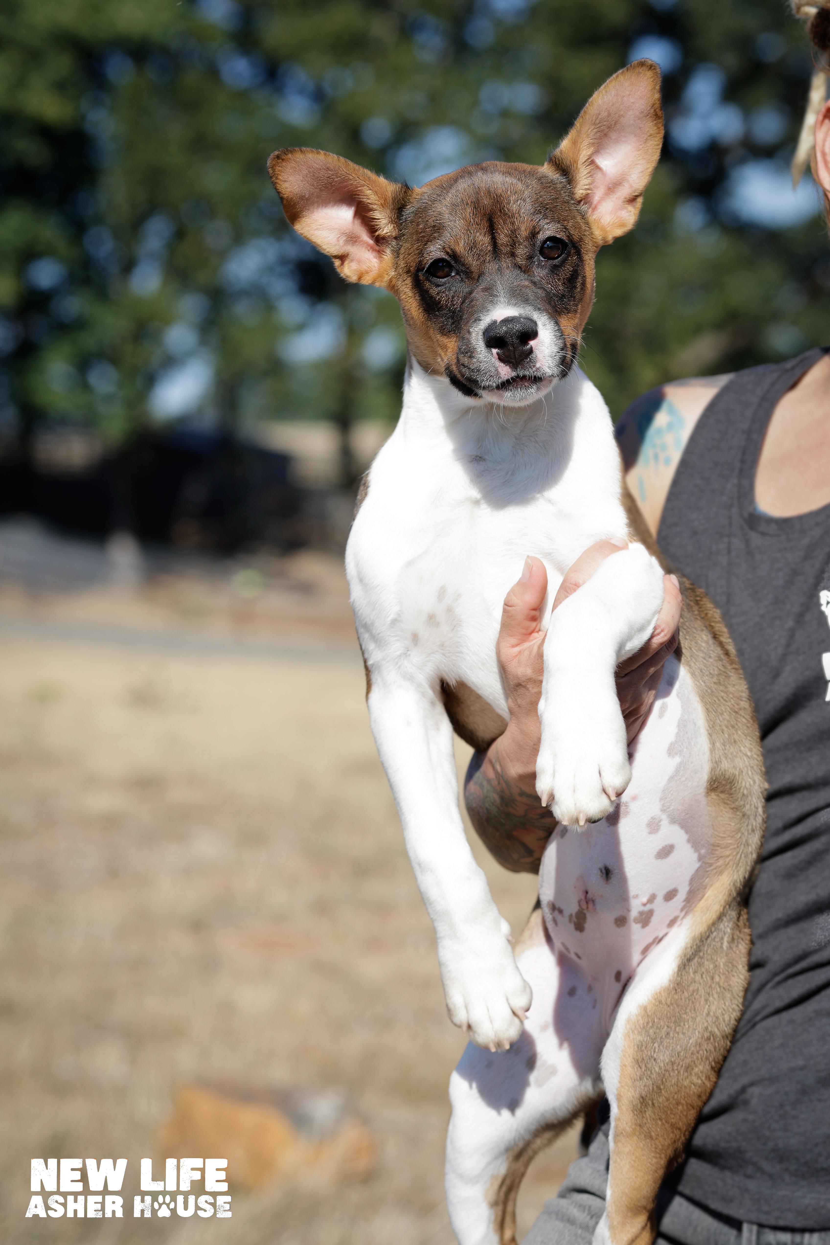 Jillian, a Adoptable mixed breed in Portland, OR image 2/3