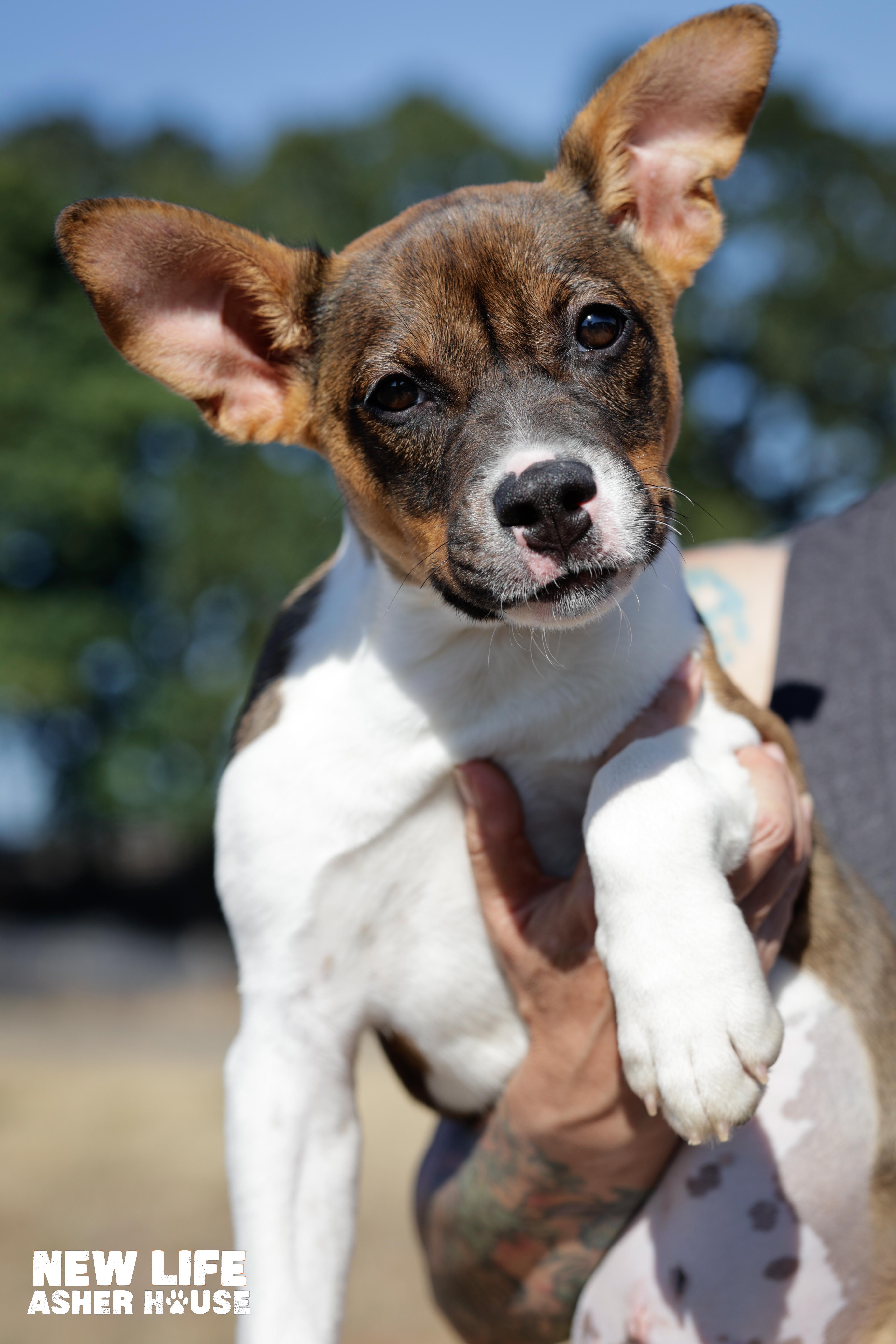 Jillian, a Adoptable mixed breed in Portland, OR image 3/3